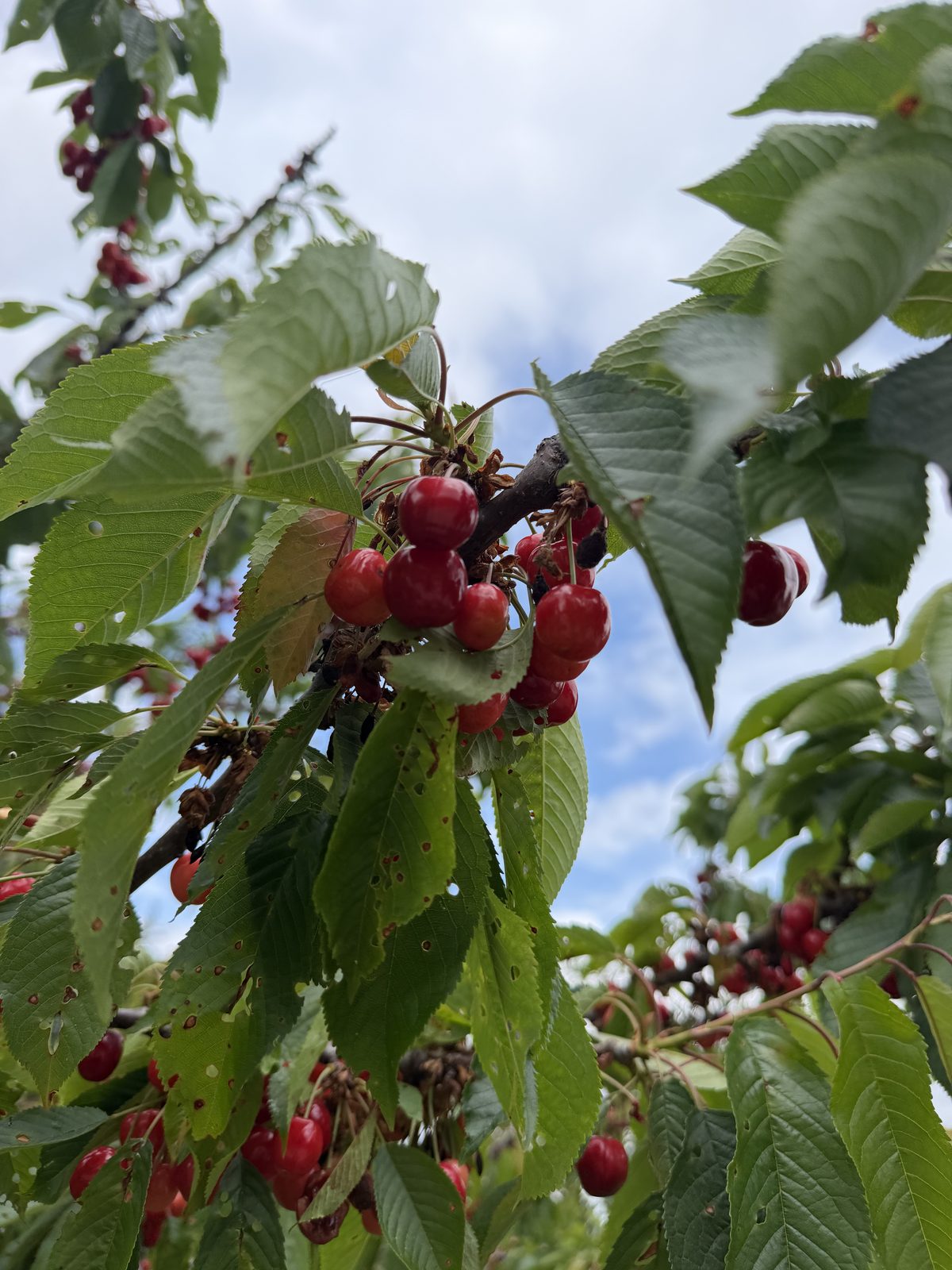 A cherry tree on the road up Uludağ