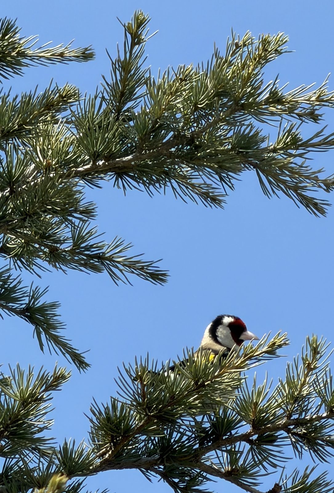 A European goldfinch