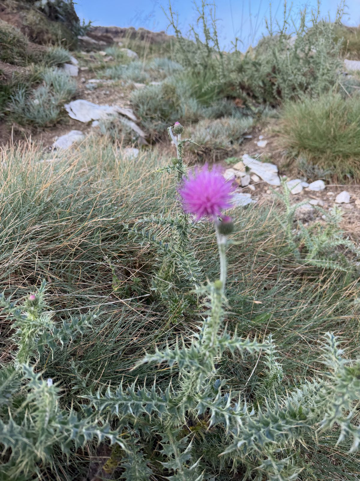 Endemic Plants of Uludağ 4