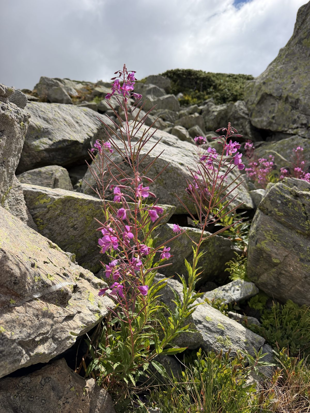 Endemic Plants of Uludağ 3