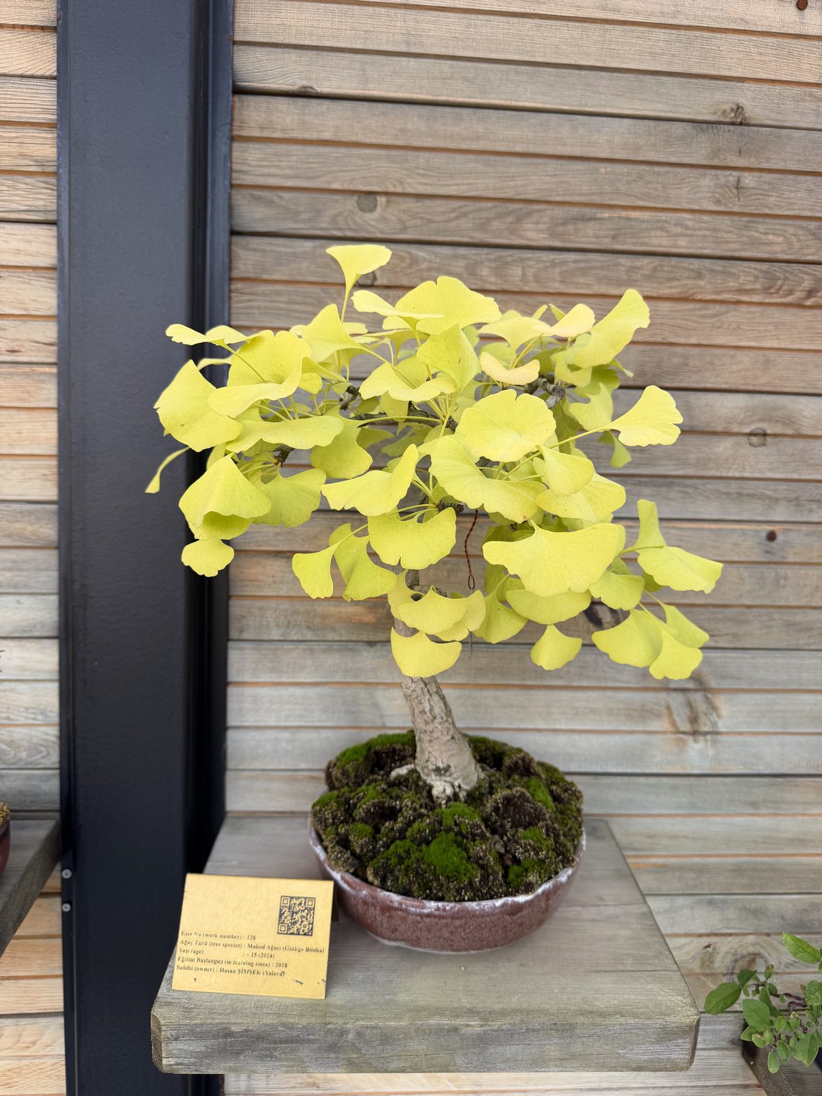 The Republic's Tree Museums: Yalova 2
