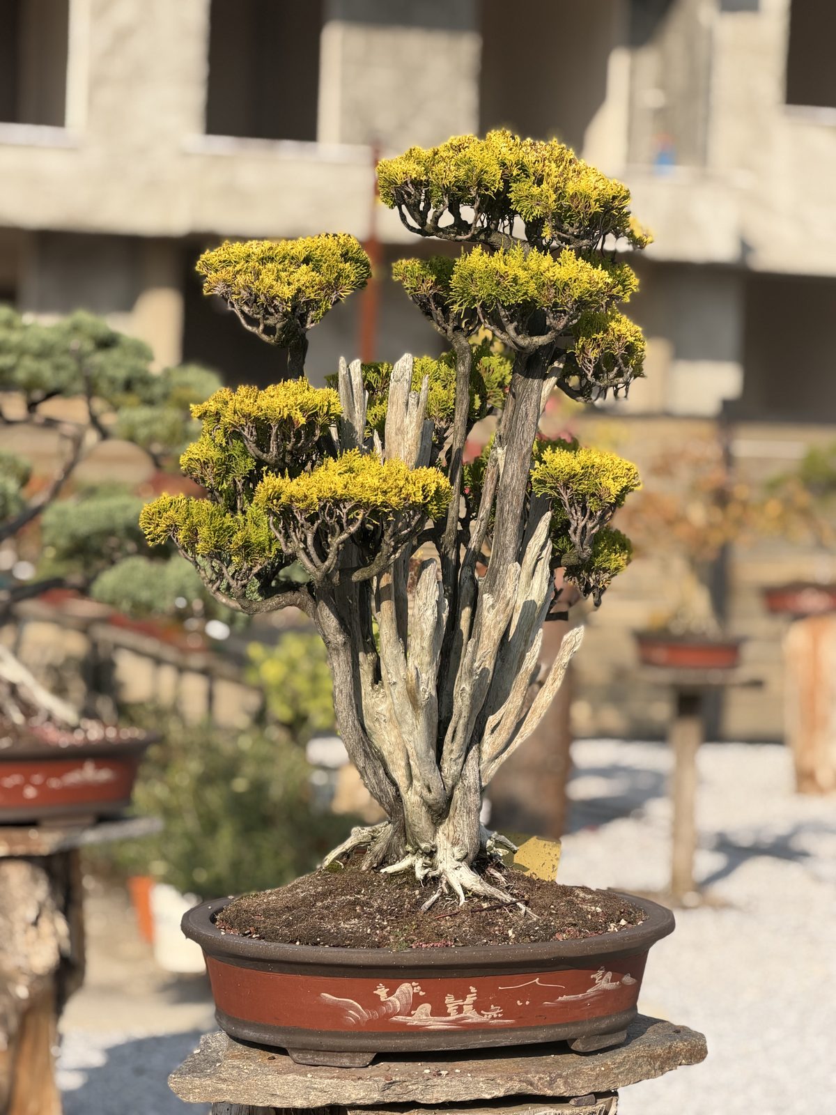 The Republic's Tree Museums: Yalova 3